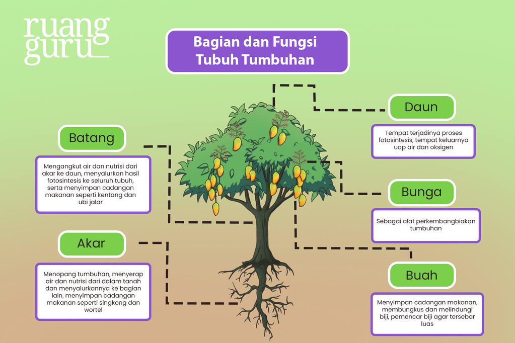 Kenali Bagian Tubuh Tumbuhan And Fungsinya Yuk Ipa Terpadu Kelas